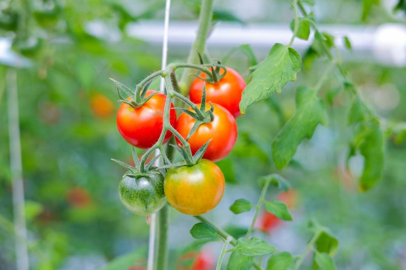 これからのトマト