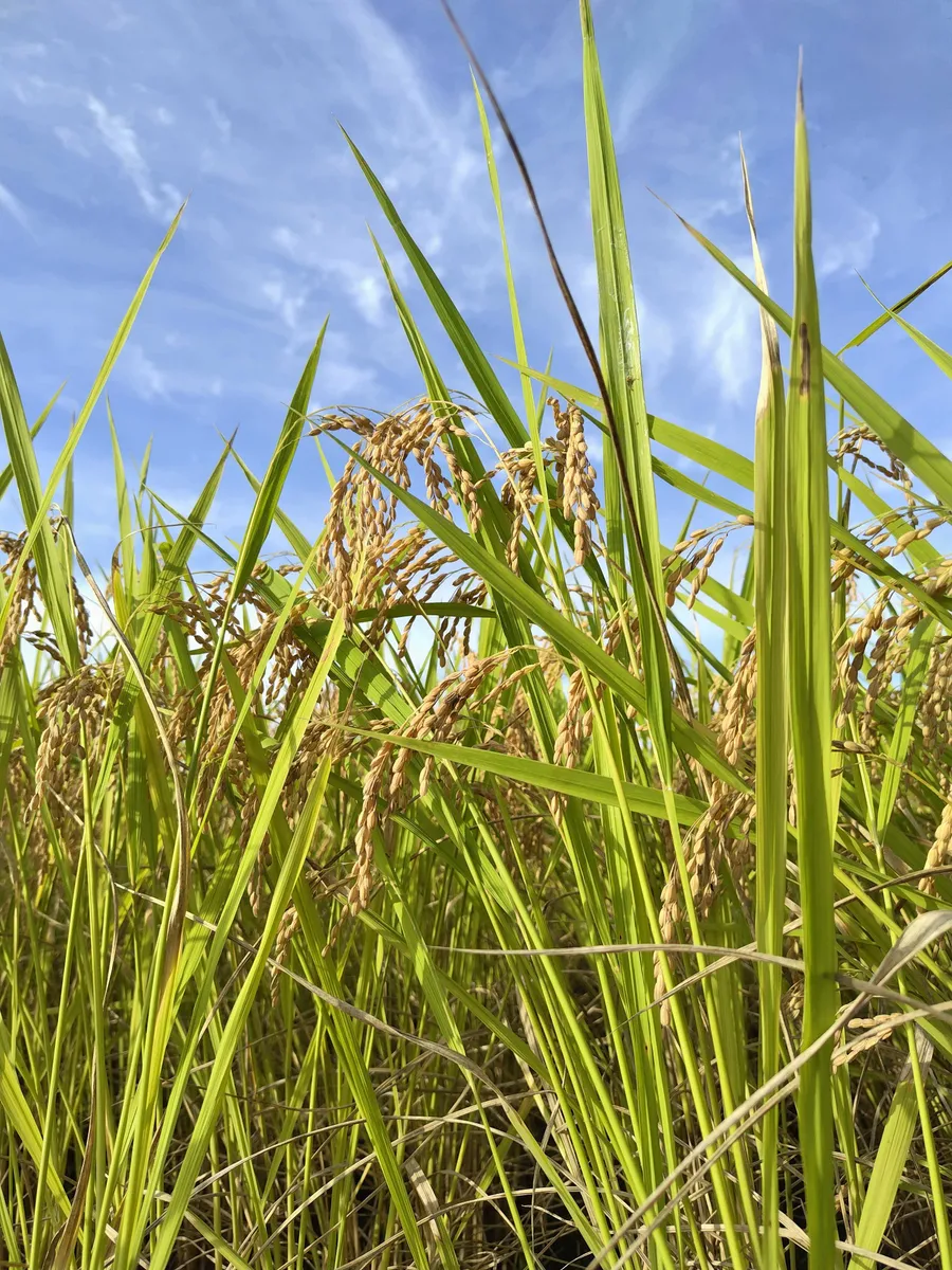 小海工房メインイメージ